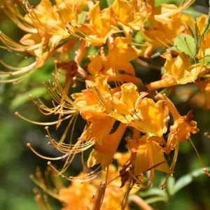 Florida Flame Azalea Rhododendron Plant - Yellow Flowers - Gallon Pot - R. Austrinum