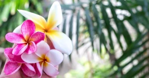 Fragrant Plumeria Flowers
