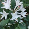 Fragrant Star Rhododendron Plant - White Flower, 1-3 Year Old, Gallon Pot Azalea