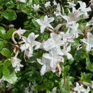 Fragrant Star Rhododendron Plant - White Flower, 1-3 Year Old, Gallon Pot Azalea