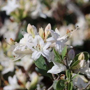 Fragrant Star Rhododendron Plant - White Flower, 1-3 Year Old, Gallon Pot Azalea