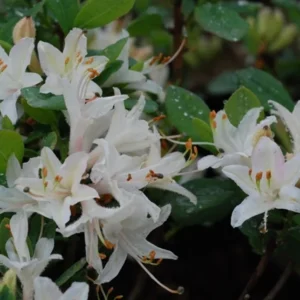 Fragrant Star Rhododendron Plant - White Flower, 1-3 Year Old, Gallon Pot Azalea