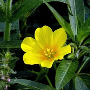 Creeping Primrose - 4 Marginal Bog Pond Plants - Yellow Bloom