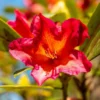 Golden Gate Rhododendron Plant - 1 Gallon Pot - Reddish-Orange Flowers