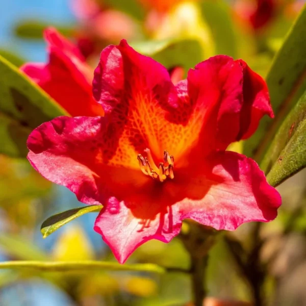 Golden Gate Rhododendron Plant - 1 Gallon Pot - Reddish-Orange Flowers