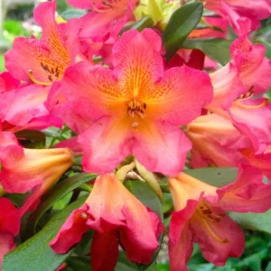 Golden Gate Rhododendron Plant - 1 Gallon Pot - Reddish-Orange Flowers