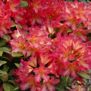Golden Gate Rhododendron Plant - 1 Gallon Pot - Reddish-Orange Flowers