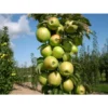 Golden Sentinel Limbless Apple Tree - 2 Year Old Fruit Tree Plant - Columnar Apple