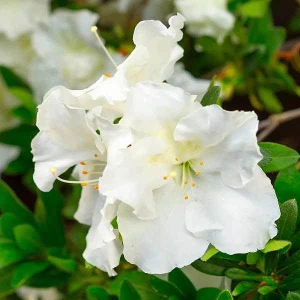 Gumpo White Rhododendron Plant - Gallon Pot - White Flowers - Dwarf Azalea