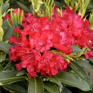 Red Rhododendron Plant Gallon Pot Size - The Honourable Jean Marie de Montague