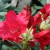Halfdan Lem Rhododendron Plant - 1 Gallon Pot - Rich Red Flowers - 1-3 Year Old