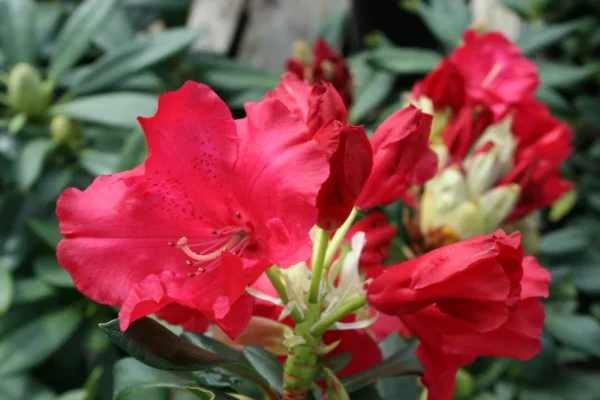 Halfdan Lem Rhododendron Plant - 1 Gallon Pot - Rich Red Flowers - 1-3 Year Old