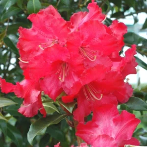Halfdan Lem Rhododendron Plant - 1 Gallon Pot - Rich Red Flowers - 1-3 Year Old