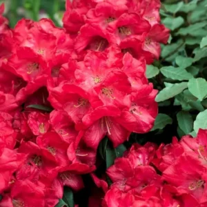 Halfdan Lem Rhododendron Plant - 1 Gallon Pot - Rich Red Flowers - 1-3 Year Old