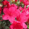 Hino Crimson Rhododendron Plant - Red Flowers, 1-3 Year Old, Gallon Pot