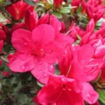 Hino Crimson Rhododendron Plant - Red Flowers, 1-3 Year Old, Gallon Pot