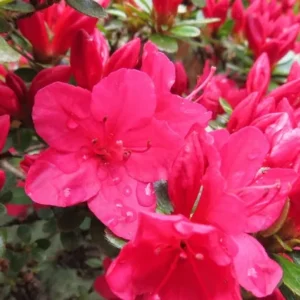Hino Crimson Rhododendron Plant - Red Flowers, 1-3 Year Old, Gallon Pot