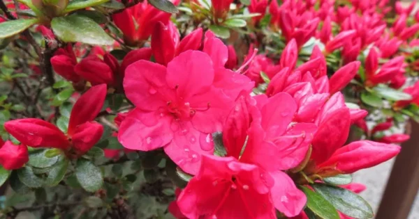 Hino Crimson Rhododendron Plant - Red Flowers, 1-3 Year Old, Gallon Pot