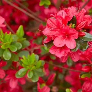 Hino Crimson Rhododendron Plant - Red Flowers, 1-3 Year Old, Gallon Pot