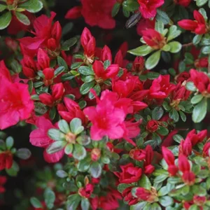 Hino Crimson Rhododendron Plant - Red Flowers, 1-3 Year Old, Gallon Pot