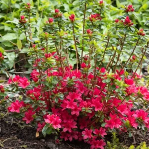 Hino Crimson Rhododendron Plant - Red Flowers, 1-3 Year Old, Gallon Pot