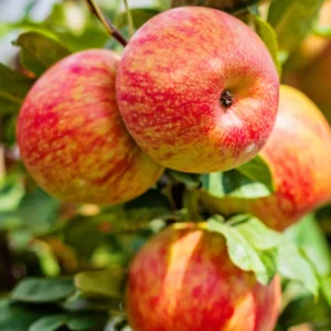 Honeycrisp Apple Tree Cuttings - Fresh Propagation Material 6-8 Inches