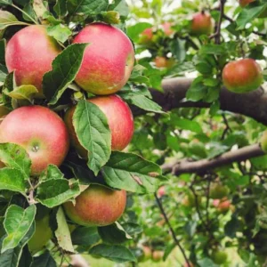 Honeycrisp Apple Tree Cuttings - Fresh Propagation Material 6-8 Inches