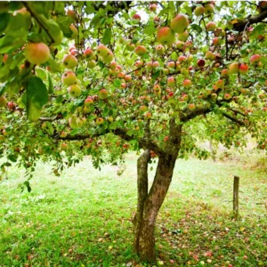 Honeycrisp Apple Tree Cuttings - Fresh Propagation Material 6-8 Inches
