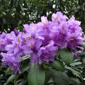 Lavender-Blue Rhododendron Plant - 1-3 Year Old - Gallon Pot - Flowering Shrub