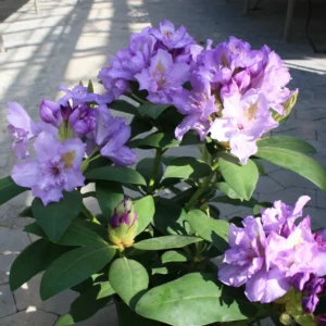 Lavender-Blue Rhododendron Plant - 1-3 Year Old - Gallon Pot - Flowering Shrub