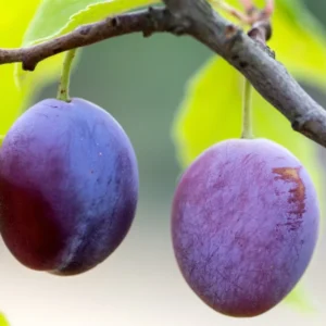 Italian Plum Tree - 2 Year Old Sweet Fruit Plant, 3-4 Feet Tall