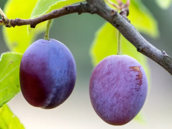 Italian Plum Tree - 2 Year Old Sweet Fruit Plant, 3-4 Feet Tall