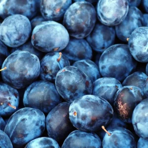 Italian Plum Tree - 2 Year Old Sweet Fruit Plant, 3-4 Feet Tall