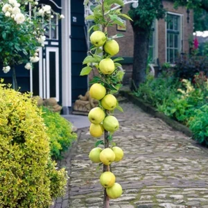 Golden Sentinel Limbless Apple Tree - 2 Year Old Fruit Tree Plant - Columnar Apple