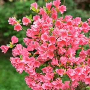 Pink Rhododendron Plant - Gallon Pot Azalea Rhododendron Flower Plant
