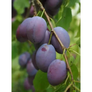 Italian Plum Tree - 2 Year Old Sweet Fruit Plant, 3-4 Feet Tall