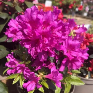 Purple Rhododendron Plant - Azalea Flowers, 1 Gallon Pot, Magenta Blooms