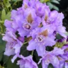 Lavender-Blue Rhododendron Plant - 1-3 Year Old - Gallon Pot - Flowering Shrub