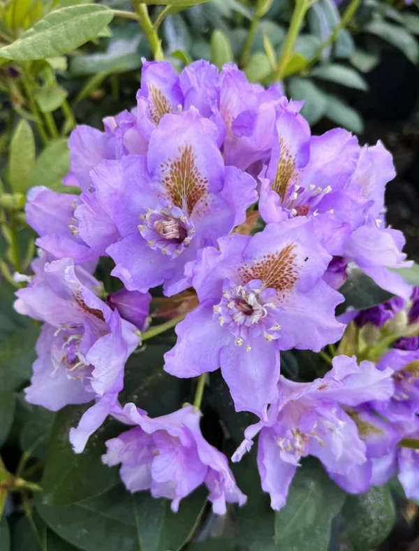 Lavender-Blue Rhododendron Plant - 1-3 Year Old - Gallon Pot - Flowering Shrub