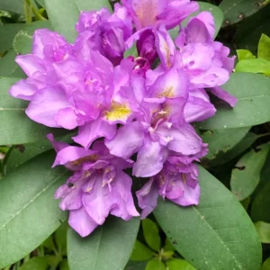 Lavender-Blue Rhododendron Plant - 1-3 Year Old - Gallon Pot - Flowering Shrub