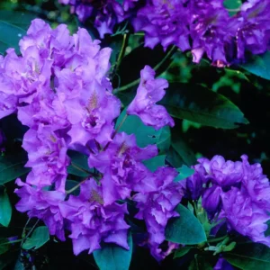Lavender-Blue Rhododendron Plant - 1-3 Year Old - Gallon Pot - Flowering Shrub