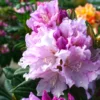 Lavender Haze Rhododendron Plant - 1 Gallon - Light Lavender Flowers