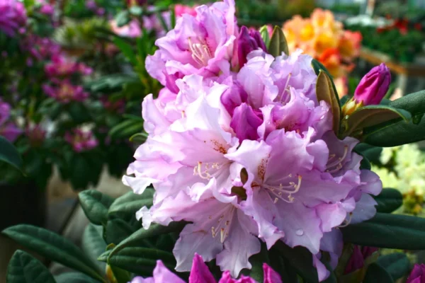 Lavender Haze Rhododendron Plant - 1 Gallon - Light Lavender Flowers