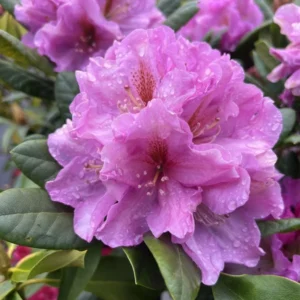 Lavender Haze Rhododendron Plant - 1 Gallon - Light Lavender Flowers