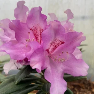 Lavender Haze Rhododendron Plant - 1 Gallon - Light Lavender Flowers