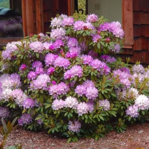 Lavender Haze Rhododendron Plant - 1 Gallon - Light Lavender Flowers