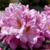 Lavender Princess Rhododendron Plant - Pink Rhododendron Flowers - Gallon Pot Size