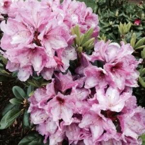 Lavender Princess Rhododendron Plant - Pink Rhododendron Flowers - Gallon Pot Size