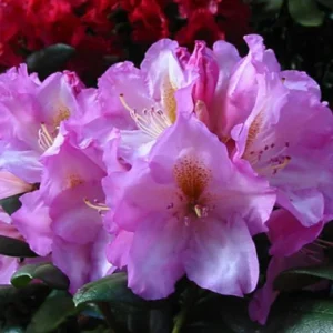 Lavender Princess Rhododendron Plant - Pink Rhododendron Flowers - Gallon Pot Size