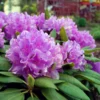 Lavender Queen Rhododendron Plant Gallon Pot Less Pink Lavender Flowers Rhododendrons Azaleas Plant